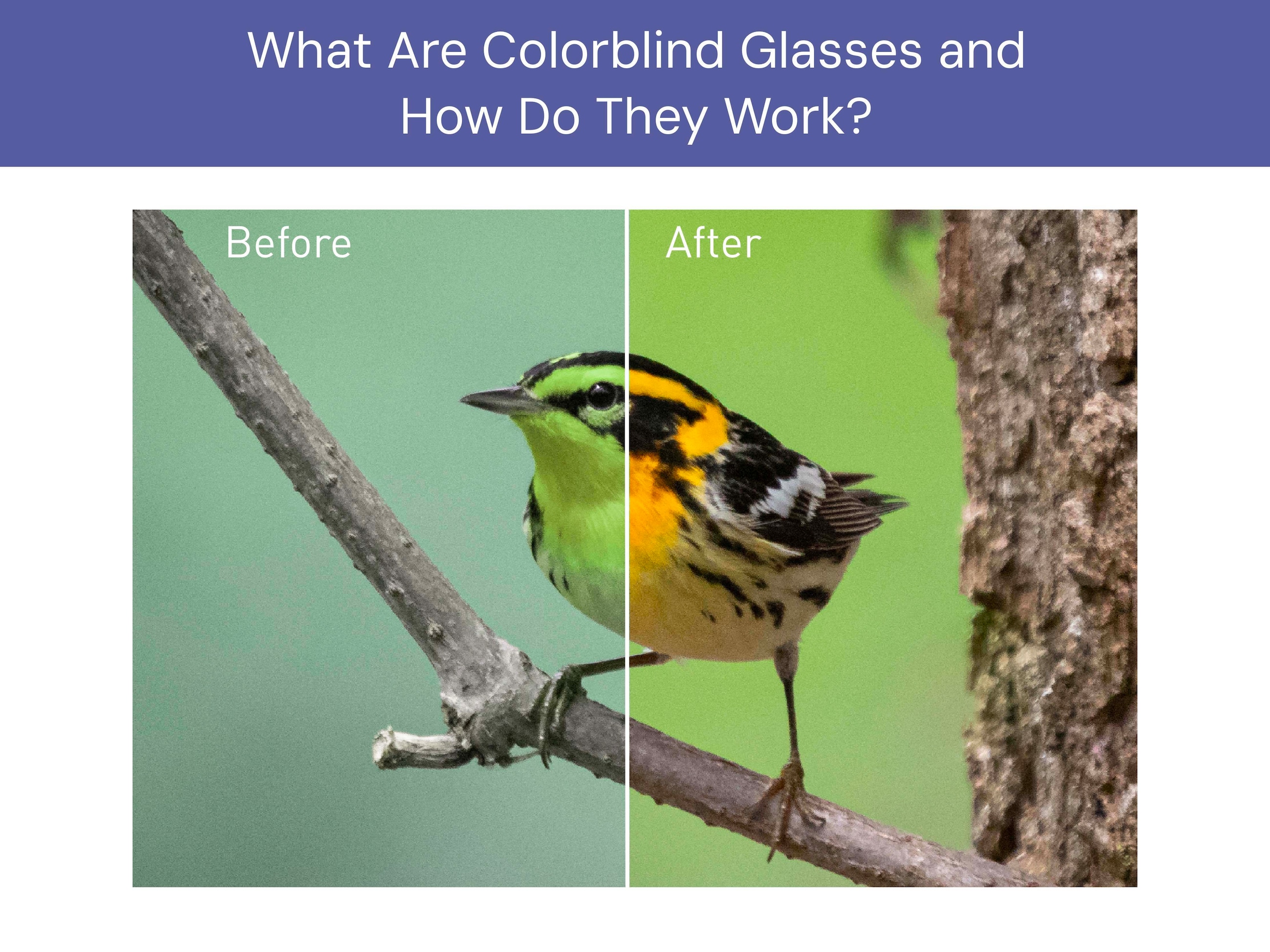 What Are Colorblind Glasses and How Do They Work? Before and after picture of a bird showing how colorblind glasses work.